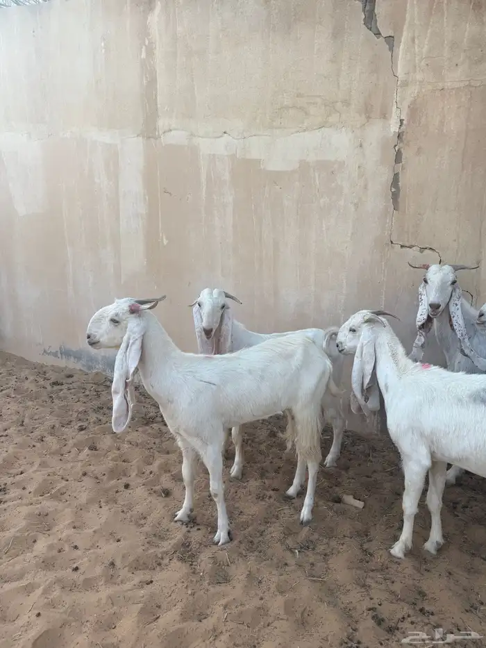 للبيع ماعز مضاريع وتيس 1