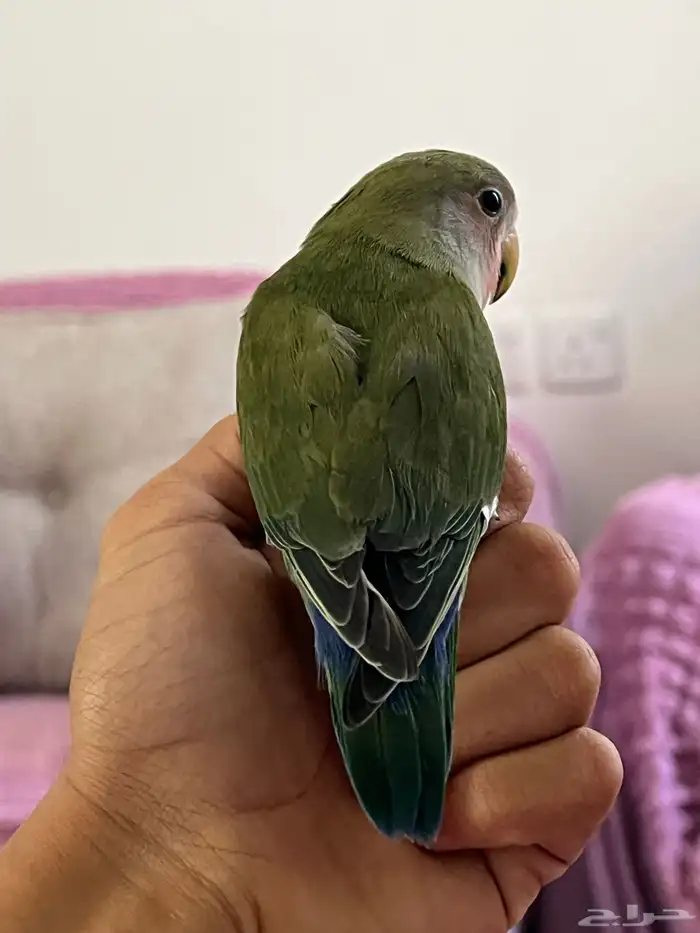 روز الييف 0