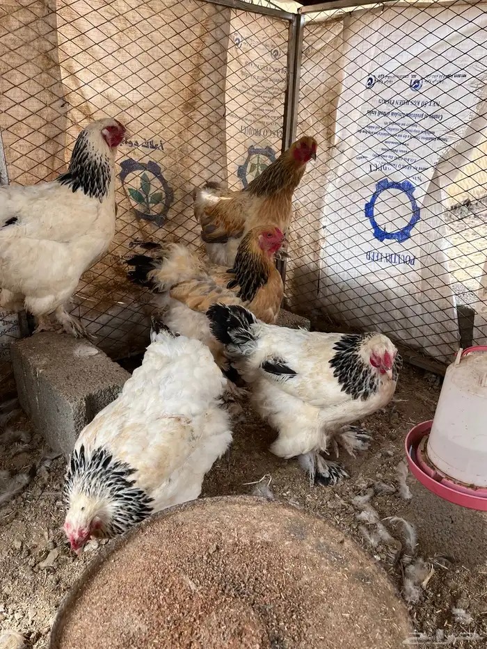 دجاج براهما 7