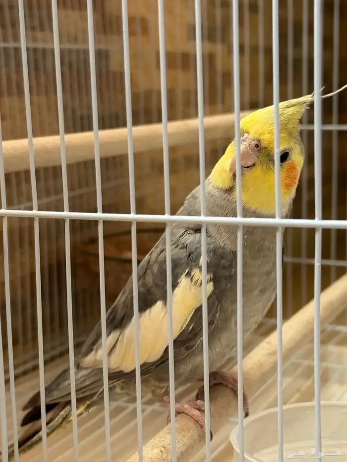 ببغاء كروان 1