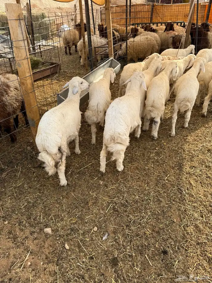 ذبايح بلدي حري ونعيمي متوفر تمارا 100 تقييم 10