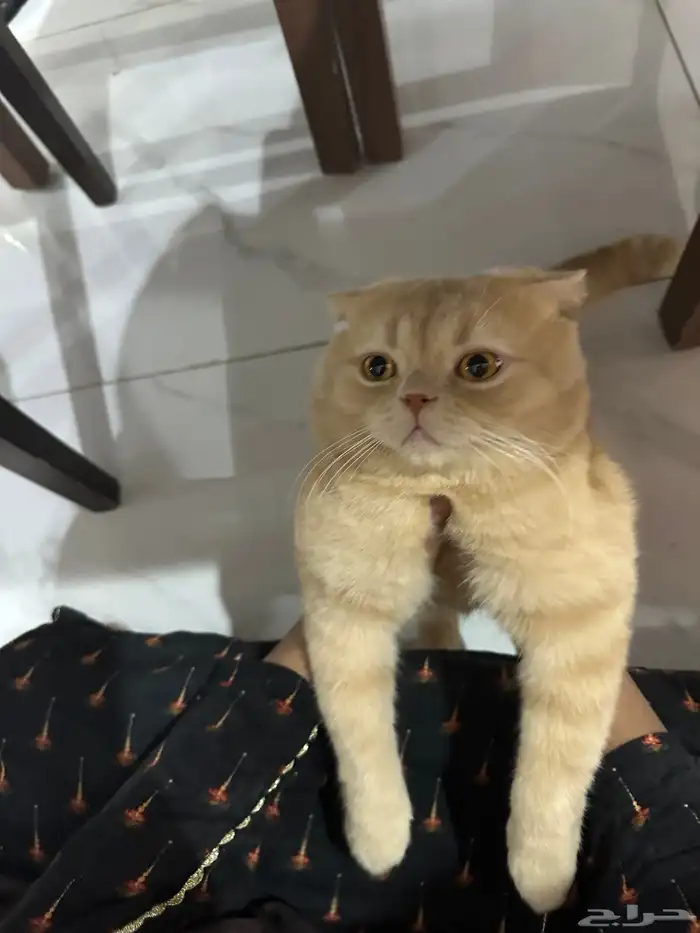 قطة سكوتش 0