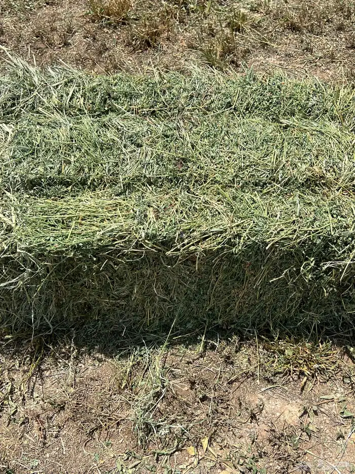 المذنب المذنب 6