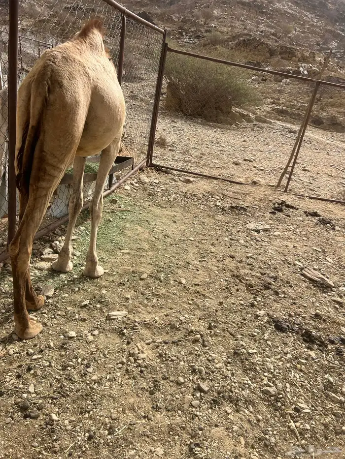 ابل للبيع 3