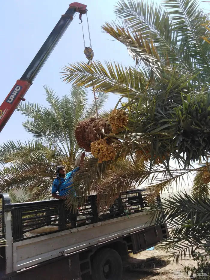 نخل سلطان وهلالي وبرحي وخلاص وصقعي وهشيشي وأنواع أخرى 7