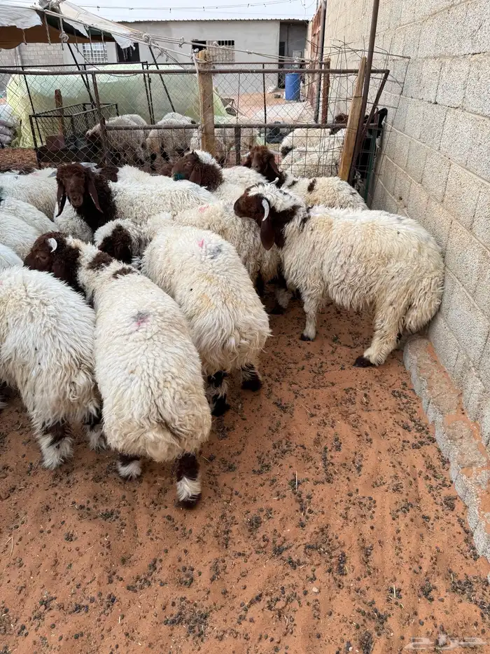 ذبايح بلدي حري ونعيمي متوفر تمارا 100 تقييم 2