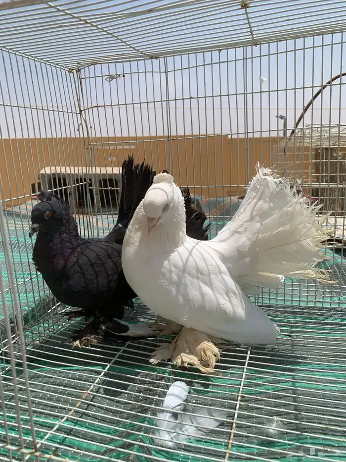 حمام هندي 2