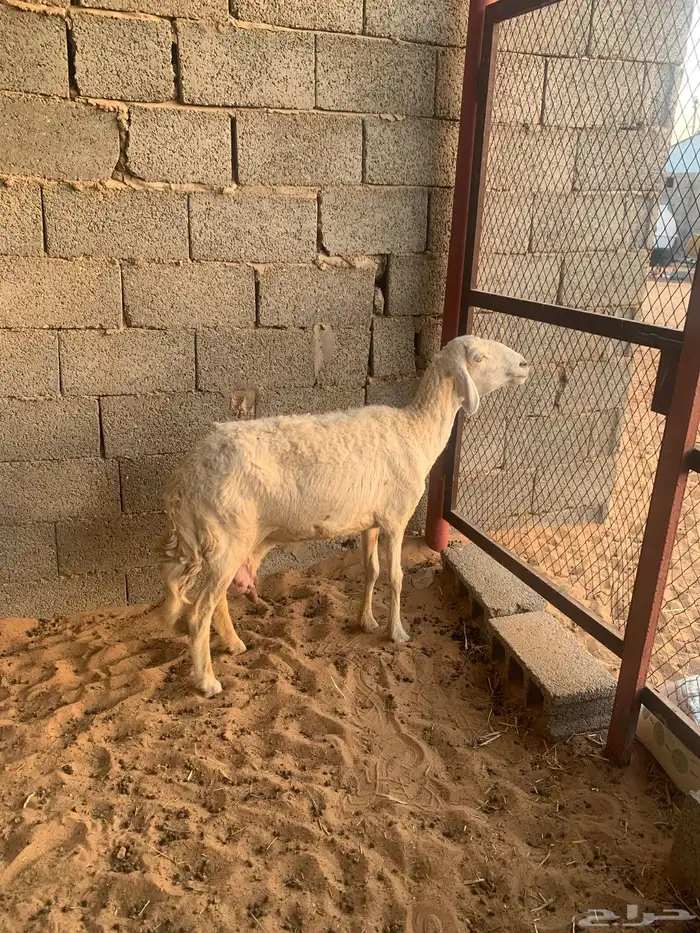 للبيع شاه حري تامة شبب 2
