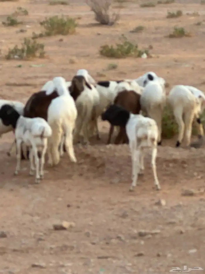 برابر وسواكن مرابي 50