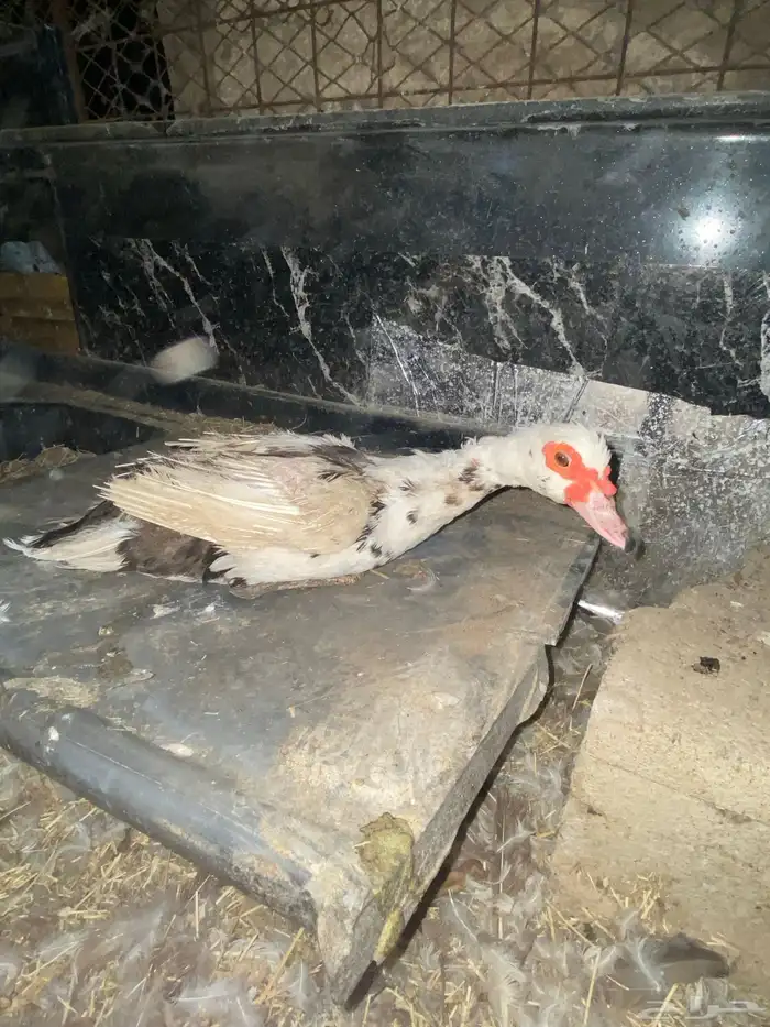 بط مسكوفي للبيع 1