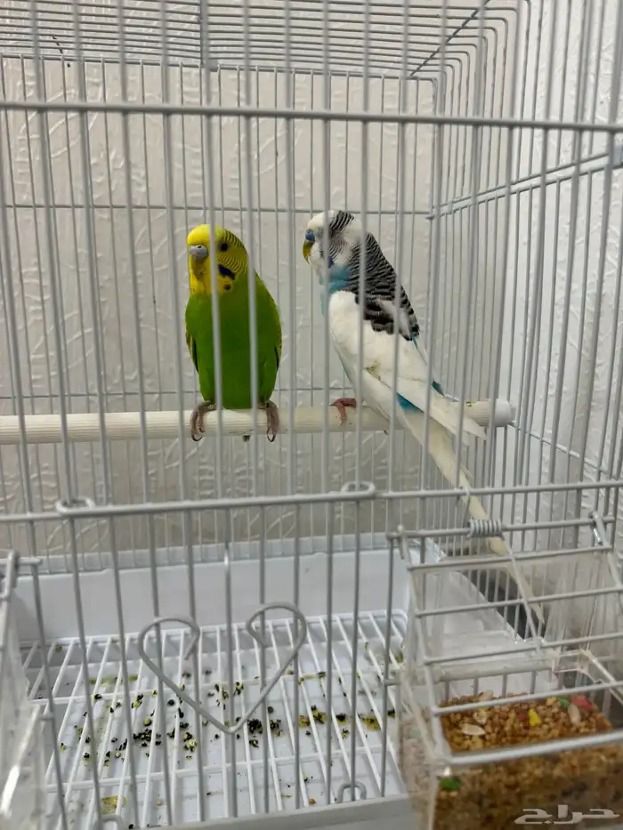 جوز عصافير الحب للبيع 0