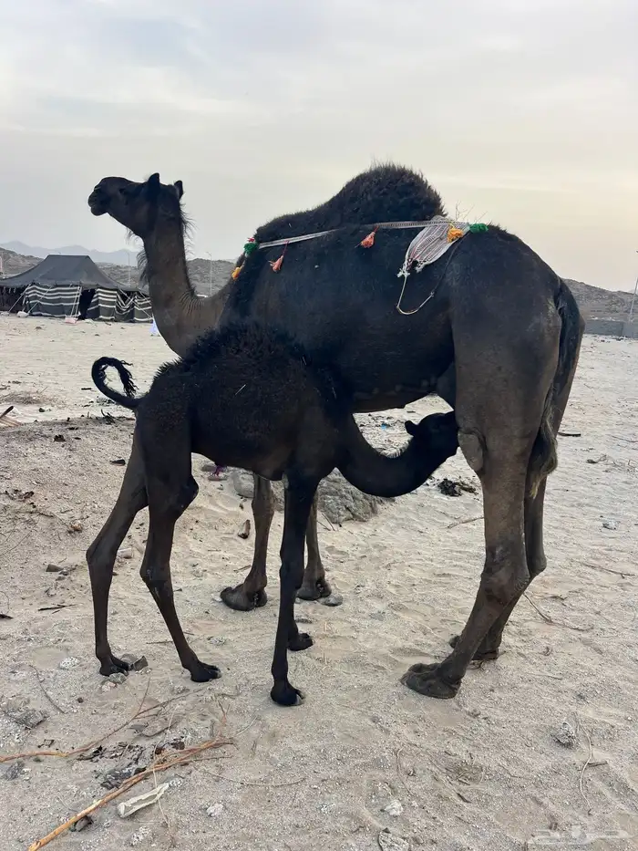 ناقه خلفه 0