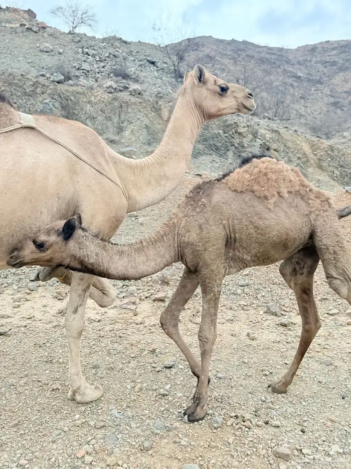 خلفه عوادي للبيع 5