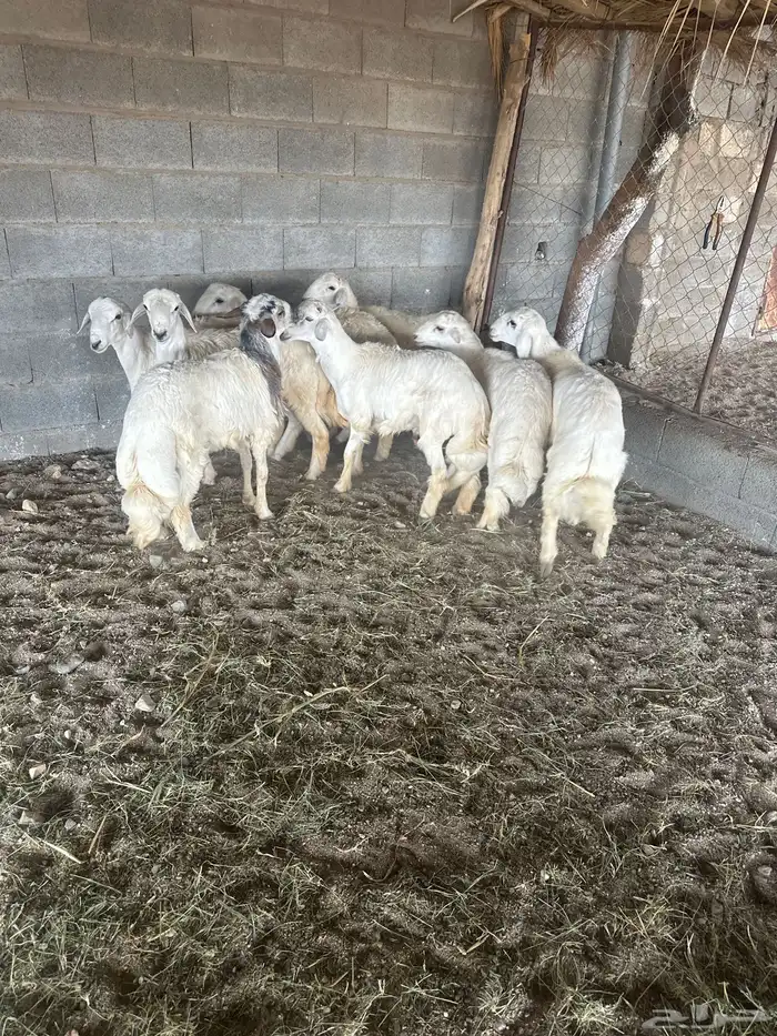 بهم سمان ومسكت ظهور وطرف 1