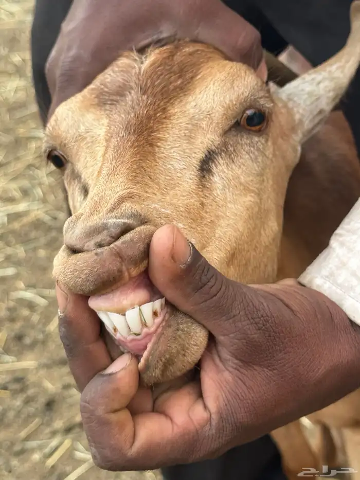 عنز يتبعها تيس 1