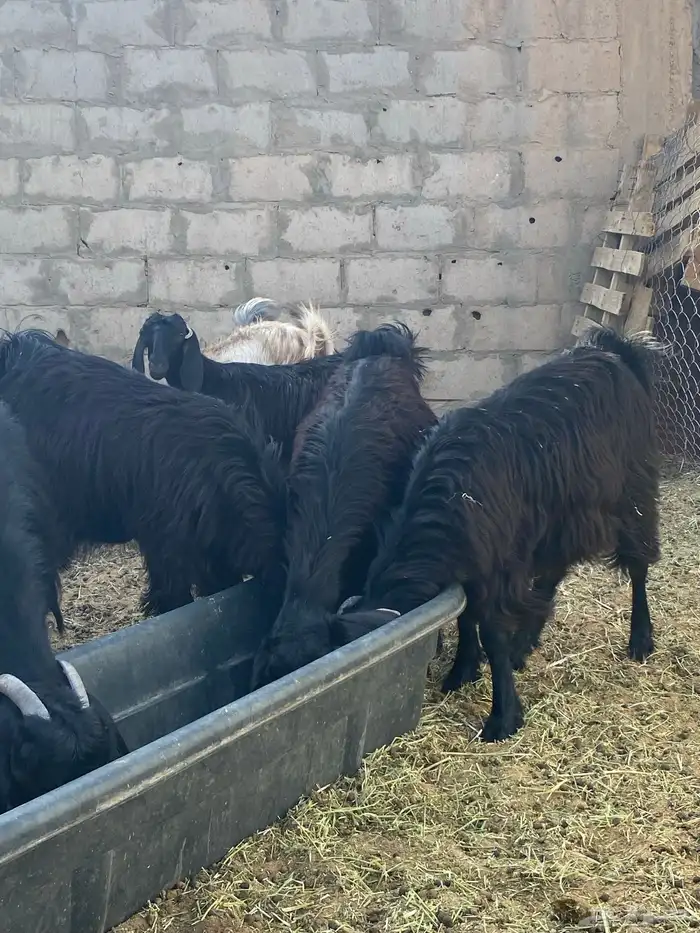تيوس طيبه 0