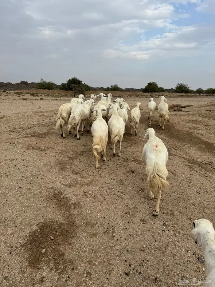 القاعه 1