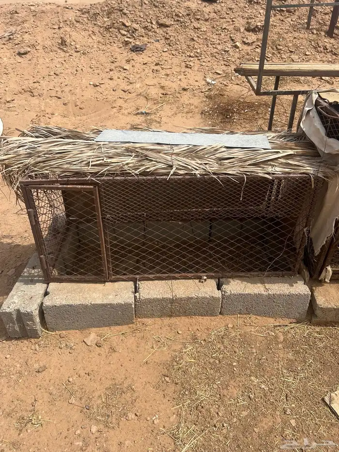 شبوك للبيع العدد 2 موقع الوادي 2