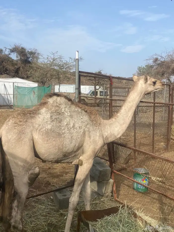 بكره عمرها 7 شهور 1