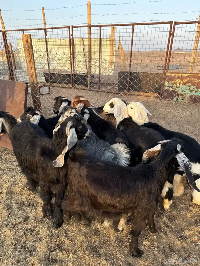 طليان وتيوس ذبائح نظيفه ع الشرط ( سلخ وتوصيل ) 5