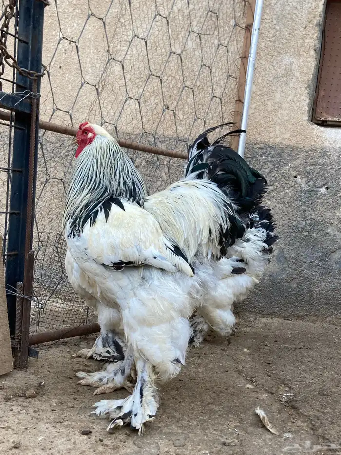 دجاج براهما كونك خوارج 0