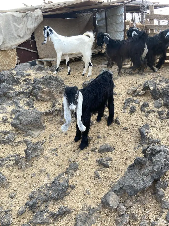 المدينه المنوره 2