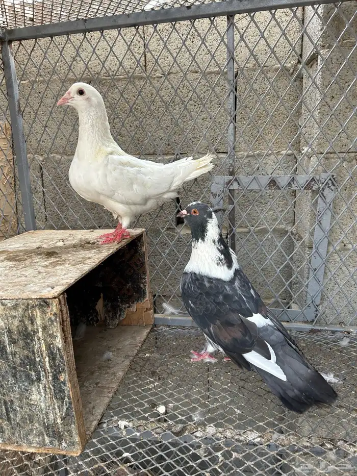 لاحم جانبو 6