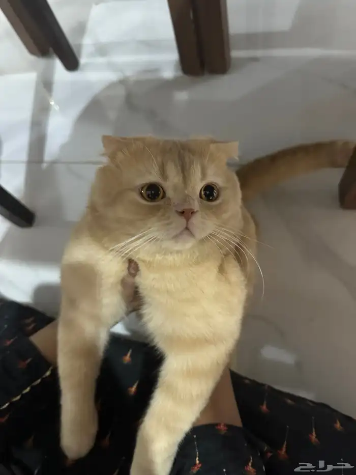 قطة سكوتش 1