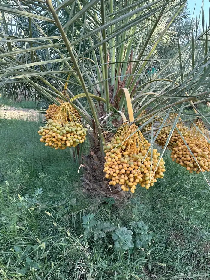 نخل سلطان وهلالي وبرحي وخلاص وصقعي وهشيشي وأنواع أخرى 2