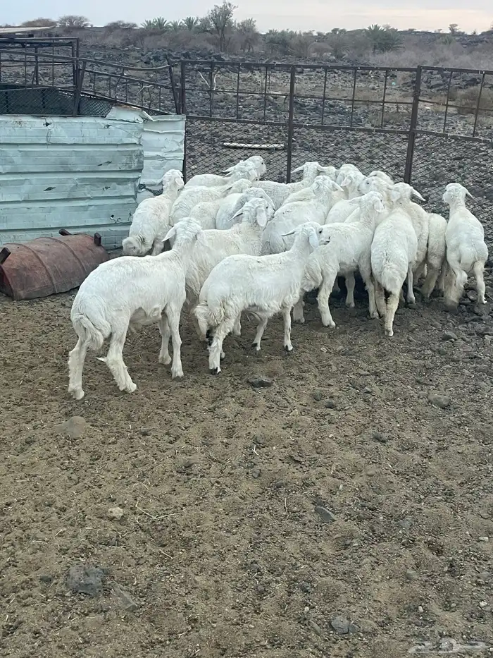بهم طيب فيه الخال وفيه طليان واكثر الخال 0