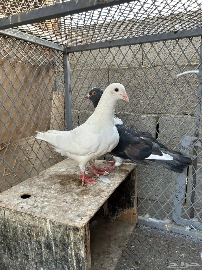 لاحم جانبو 7