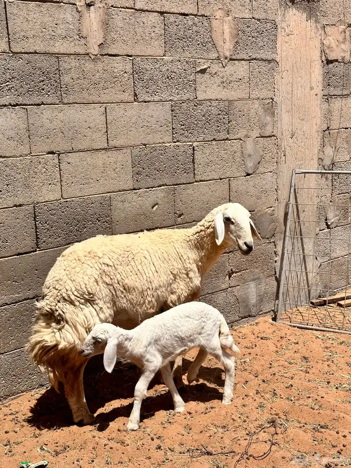 حريه صنننف الصنف ثنيه 0