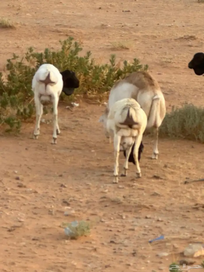 برابر وسواكن مرابي 79