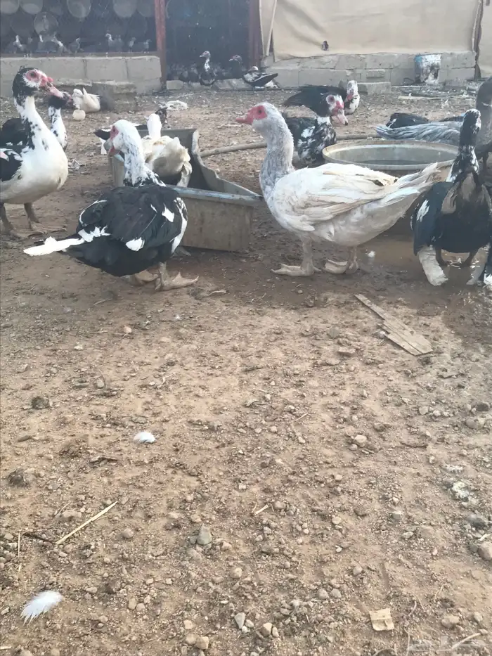 بط مسكوفي سوداني منتج 0