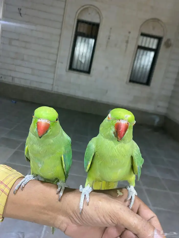 عصفور صحة جيده للبيع 0