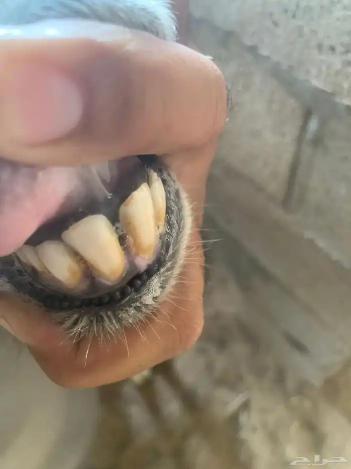 خروف فحل حري 3