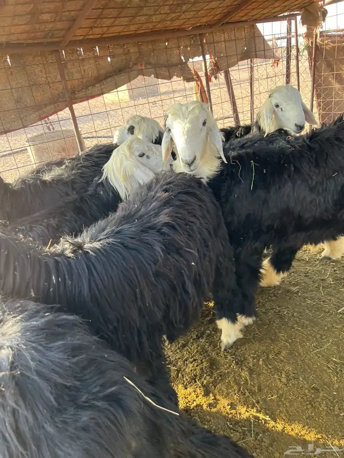 طليان نجد للبيع 4