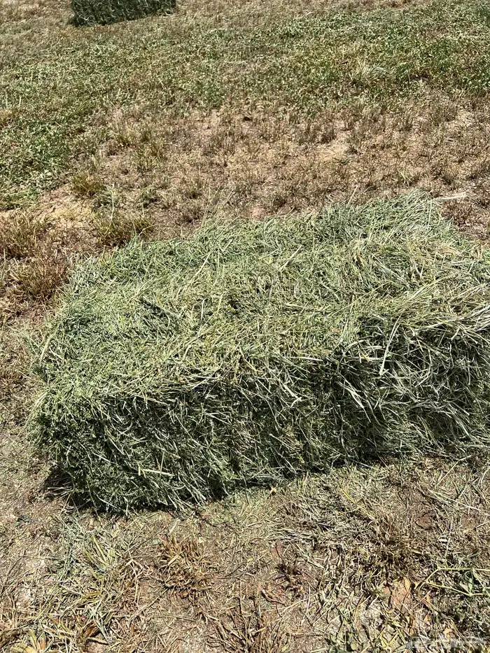 المذنب المذنب 0