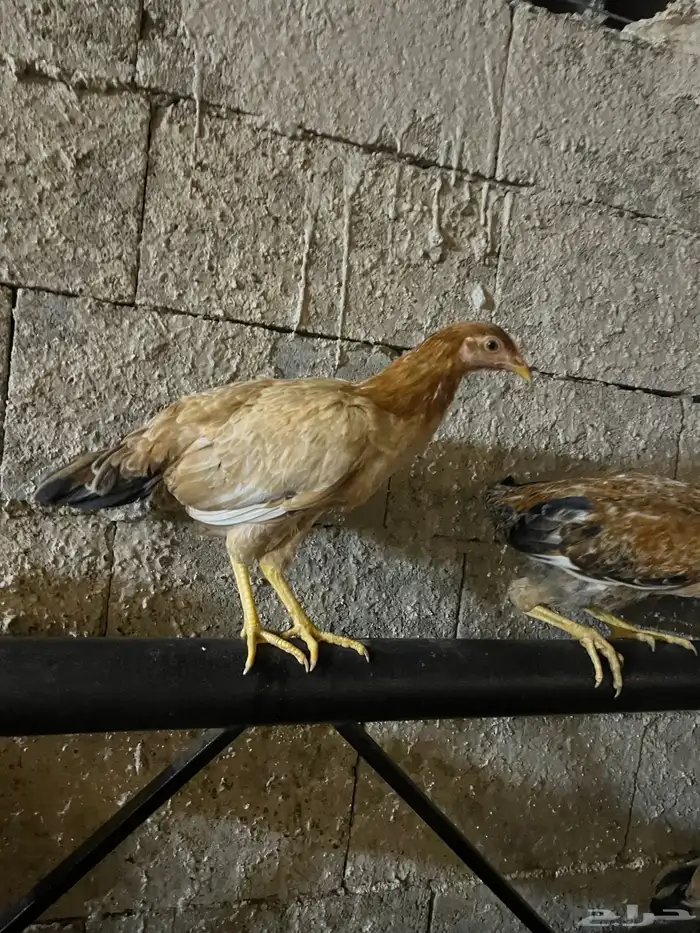 دجاج بلدي 3
