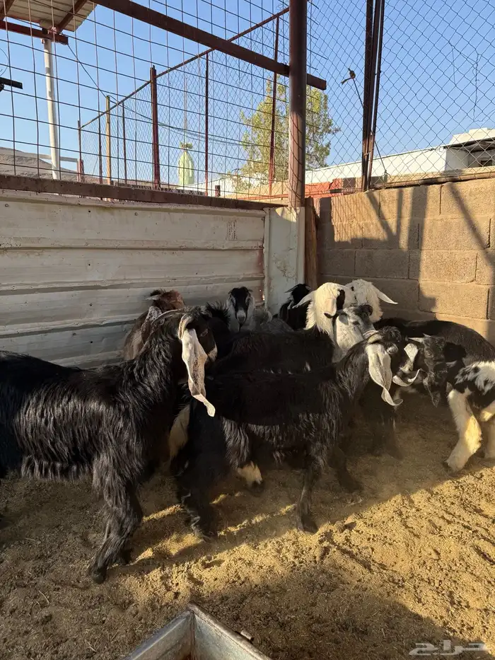 طليان وتيوس ذبائح نظيفه ع الشرط ( سلخ وتوصيل ) 3