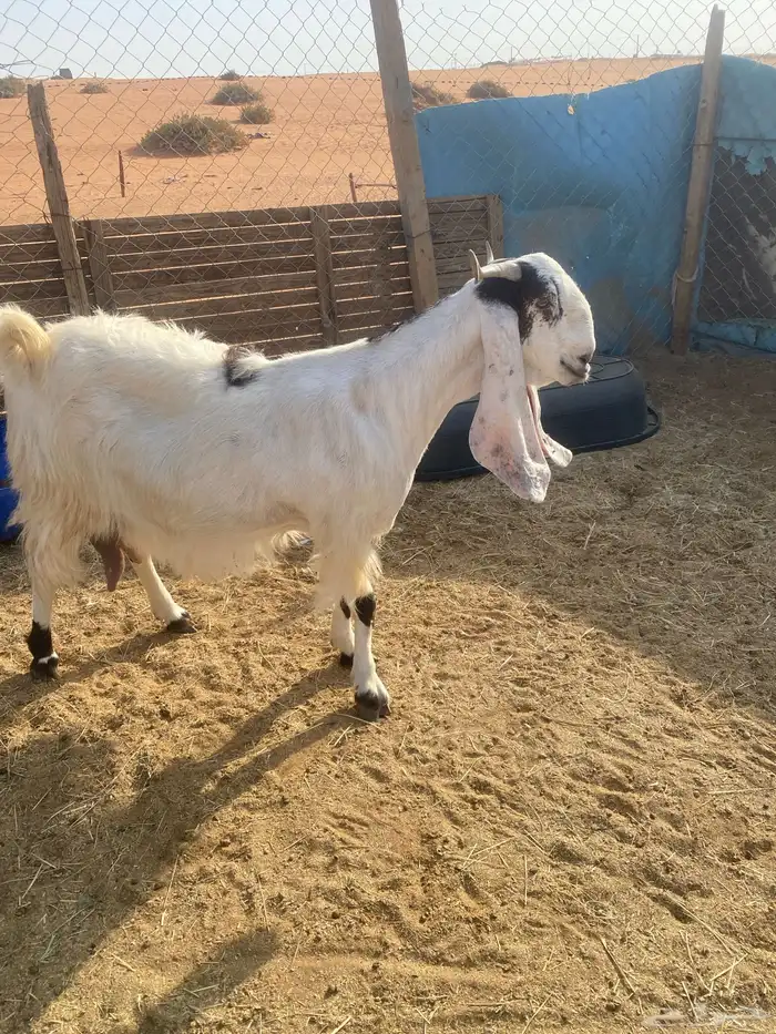 عنز مشروكه فاخره حاصب قريبت ولاد 4
