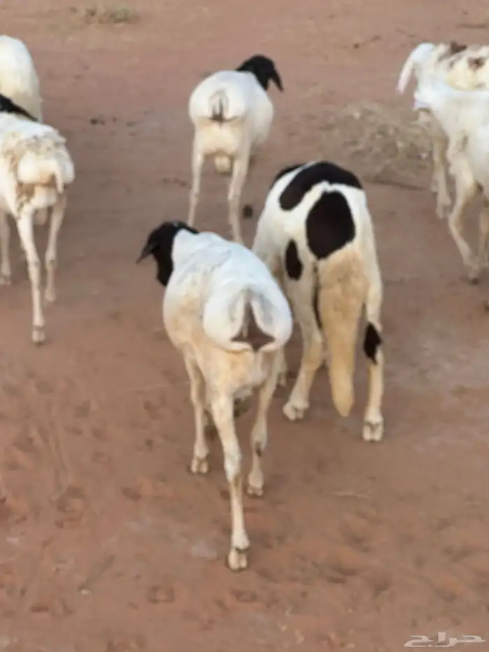 برابر وسواكن مرابي 1