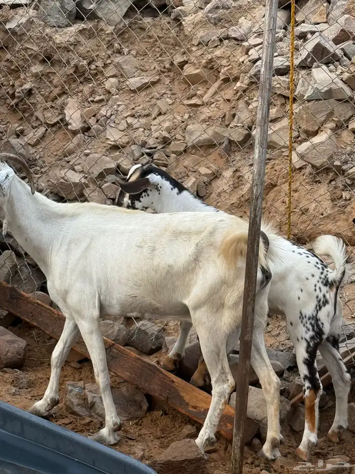 عنز بيشيه قارح يتبعها تيس و جفره 6