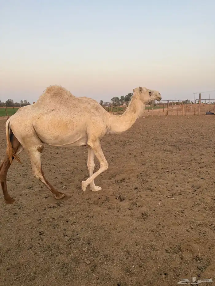 نياق لقايح وعشرا 0