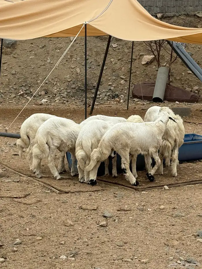 خرفان رخال تيوس عنقان شرط نظيف 4