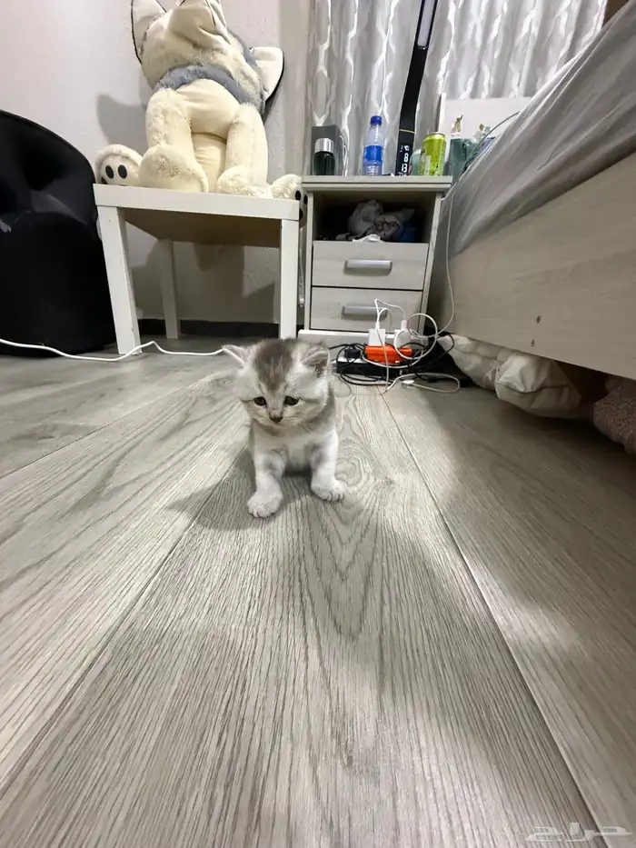قطط سكوتش 1