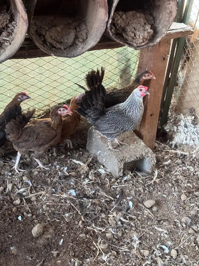 دجاج بلدي 3