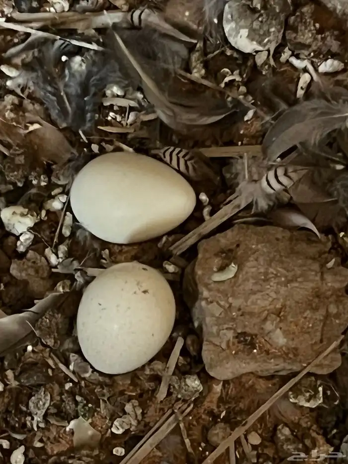 حجل وقطاء 3