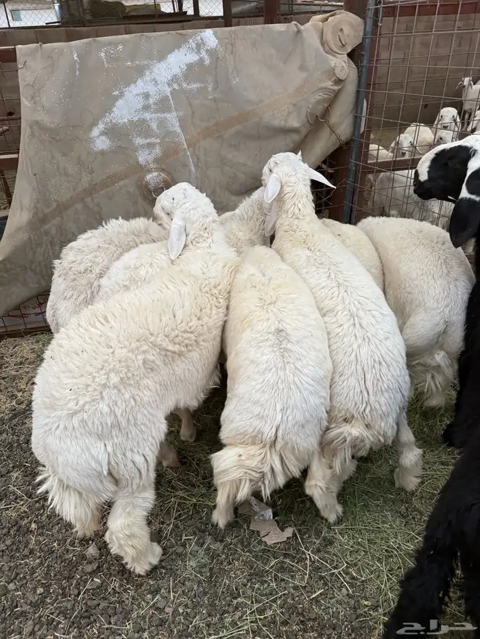 طليان وتيوس ذبائح نظيفه ع الشرط ( سلخ وتوصيل ) 0