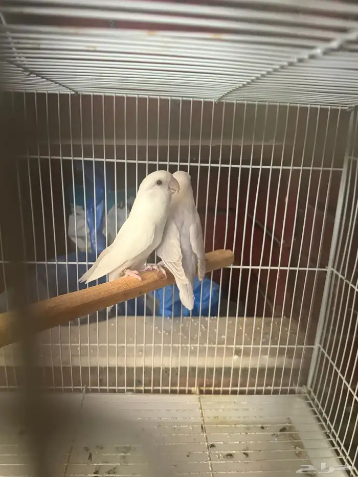زوجين روز كلها منتجه البينو الحجم 3